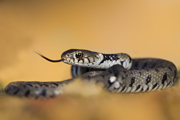 animal