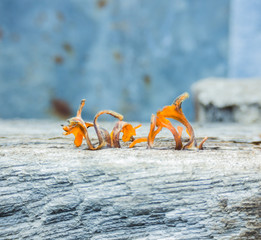 Close-up macro image of tiny orange mushrooms growing on decayed wood, showcasing fungal diversity...