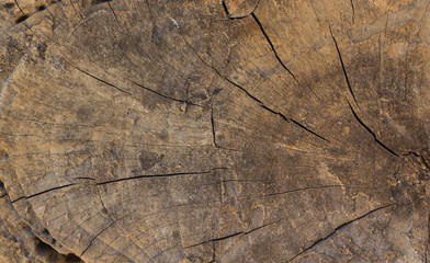Tree timber texture for background.