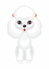 Miniature poodle. Vector image of a cute purebred dogs in cartoon style.