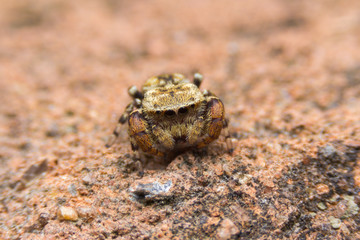 Jumping Spider