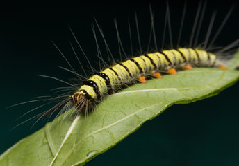 Macro of caterpillar