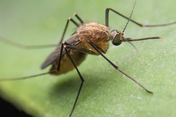 Mosquito on the leaf background.