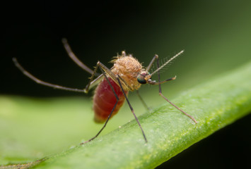 Naklejka premium Mosquito on the leaf background.