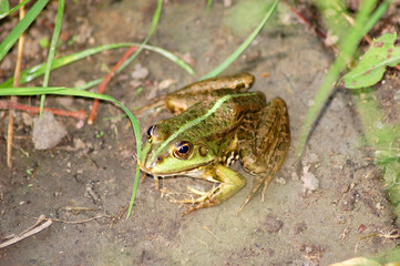 Frog in grass
