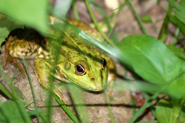 Frog in grass