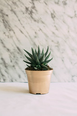 Modern decorative cactus, in golden pot