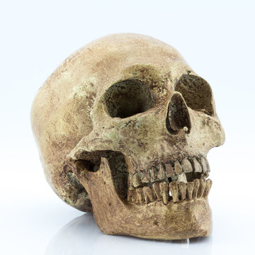 Right side view of human skull  on white background