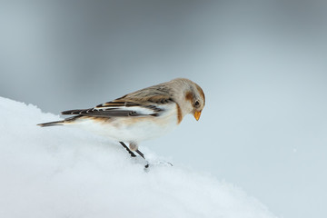 animal