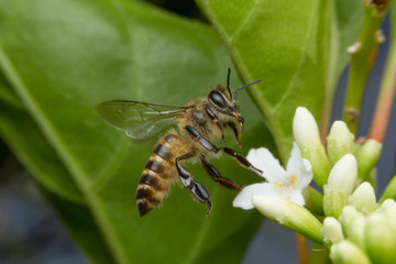 Bee sucking nectar on the flowers