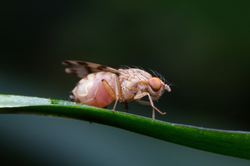 Fruit Fly