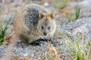niedliches Quokka bei der Suche nach Futter, Rottnest Island, Westaustralien, Australien, Australia, Down under  
