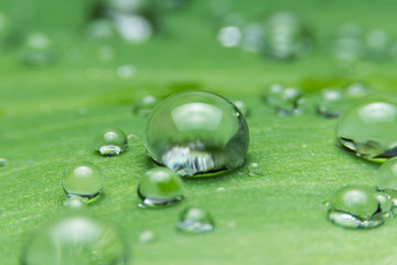 Dew droplets on green leaves