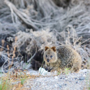 kleines Quokka auf Hinterpfoten, Zwergkänguru, Rottnest Island, Westküste, Australien, Westaustralien, Australia, down under