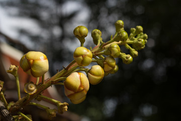 Cannonball tree fruit hanging from thick branch with green leaves, known for its cultural and...