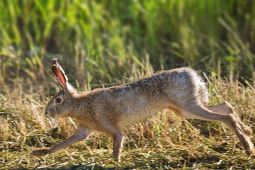 animal