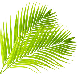 Palm leaves isolated on white background