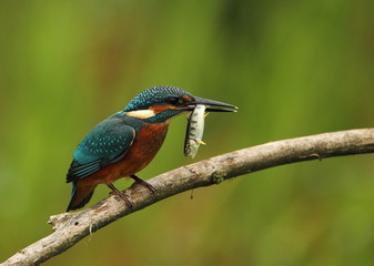 animal