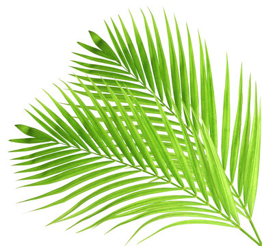 Palm leaves isolated on white background