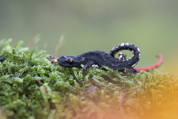 animal