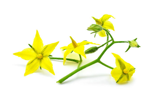 Fototapeta yellow flower (tomato) isolated on whtie background