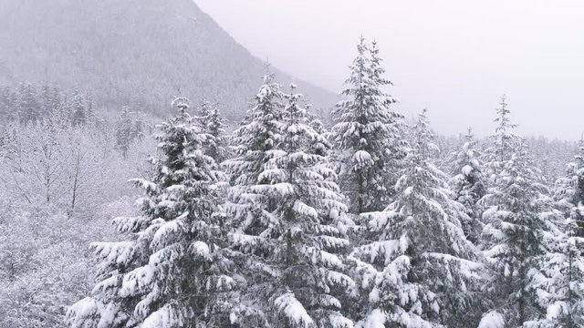 Drone in Snowy Mountain Forest Flying Down with Snow Flakes in Slow Motion