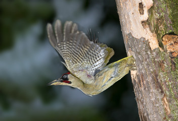 animal