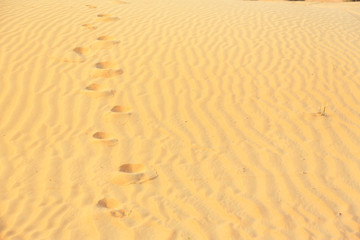 Footsteps In The Desert