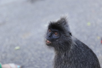 malaysia monkey