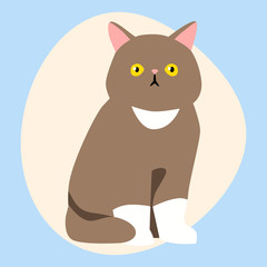 Cat breed cute pet brown fluffy young adorable cartoon animal and pretty fun play feline sitting mammal domestic kitty vector illustration.