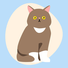 Fototapeta premium Cat breed cute pet brown fluffy young adorable cartoon animal and pretty fun play feline sitting mammal domestic kitty vector illustration.