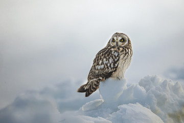 animal