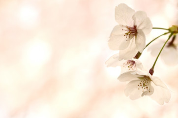 桜の花

