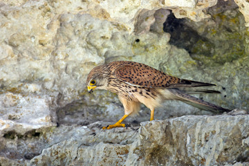 Animal