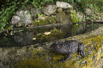 animal