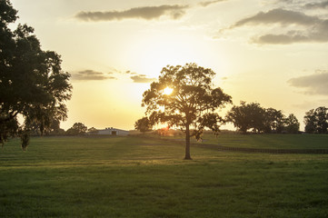 Fototapeta na wymiar Thoroughbred horse farm at sunset, Ocala, Florida.