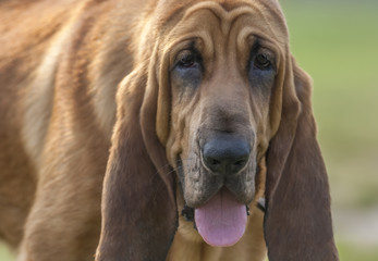 Fototapeta na wymiar Young Bloodhound dog