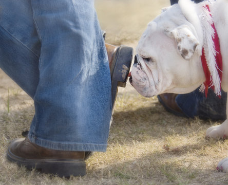 Bulldog licking horse poop from bottom of mans boot