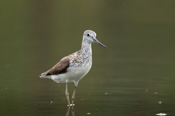 Obraz premium animal