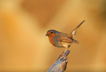animal