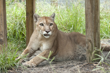 Fototapeta na wymiar Captive Western Cougar