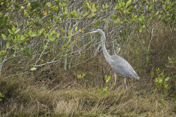 Great Blue Heron at Merritt Island NWR