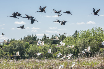 Fototapeta na wymiar White Ibis and Glossy Ibis flocks flying in layers