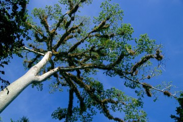 tree green forrest jungle looking up