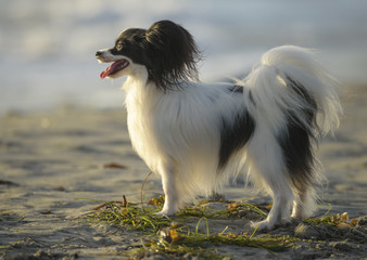 Fototapeta na wymiar Papillon dog plays at Ocean Beach CA dog beach