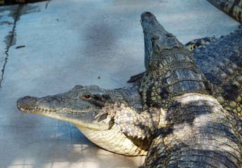 Nile crocodiles (lat. -  Crocodylus niloticus)