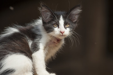 Barn Kitten with bite  abcess on neck