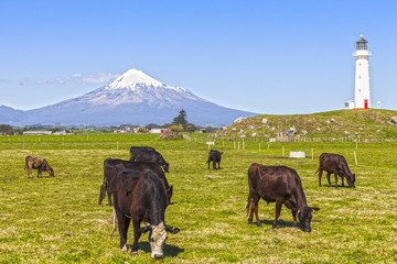Cattle Grazing, Taranaki, New Zealand