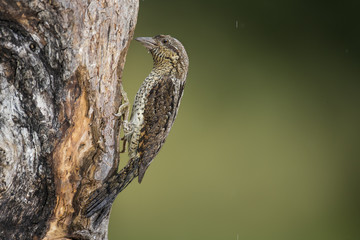 animal