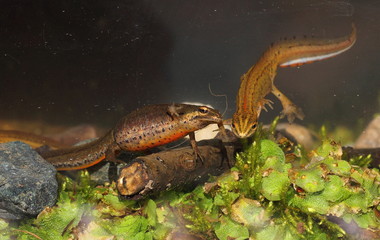 animal